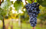 6 Mistakes Lead Your Grapes to Get Sick