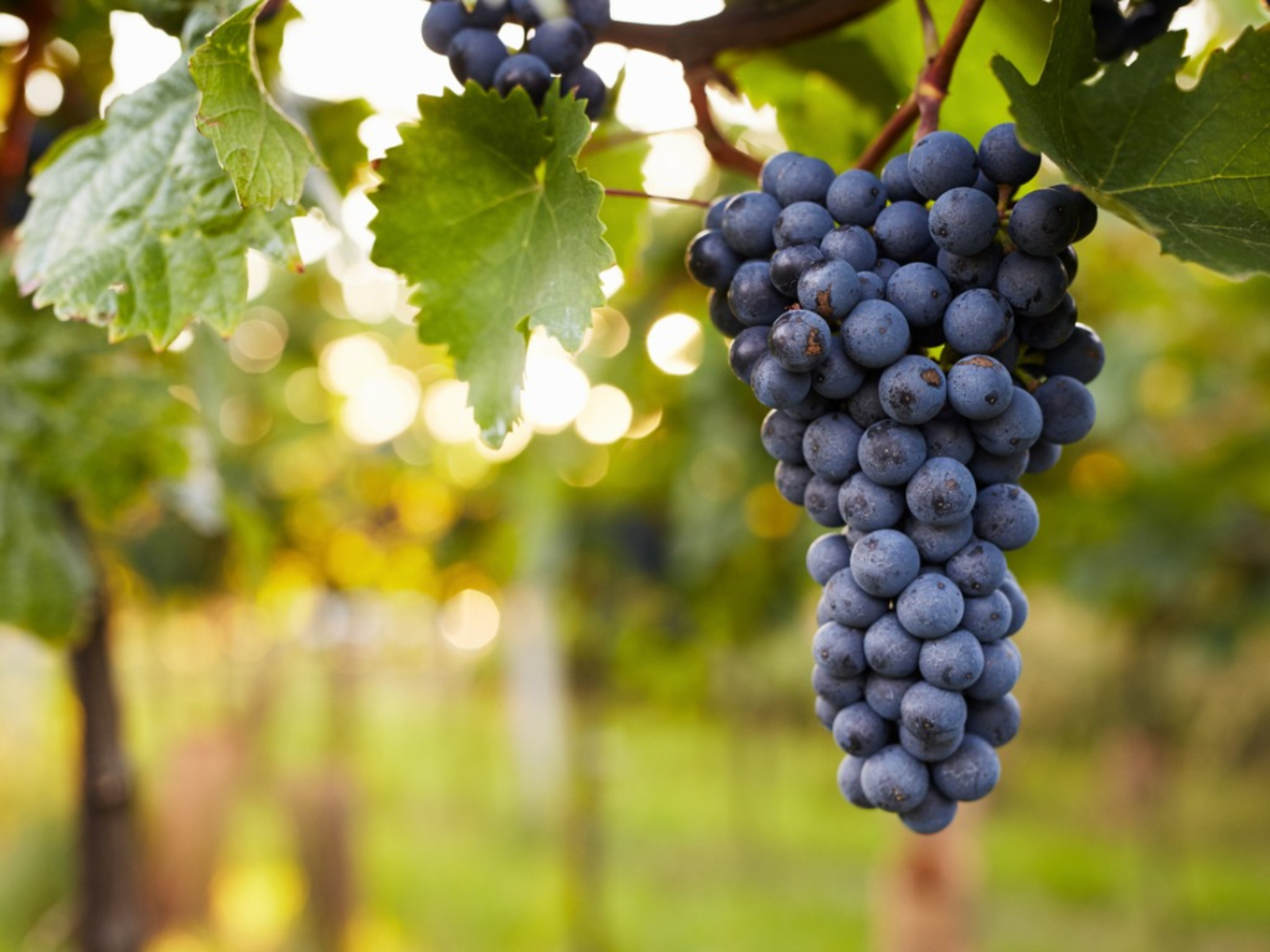 6 Mistakes Lead Your Grapes to Get Sick