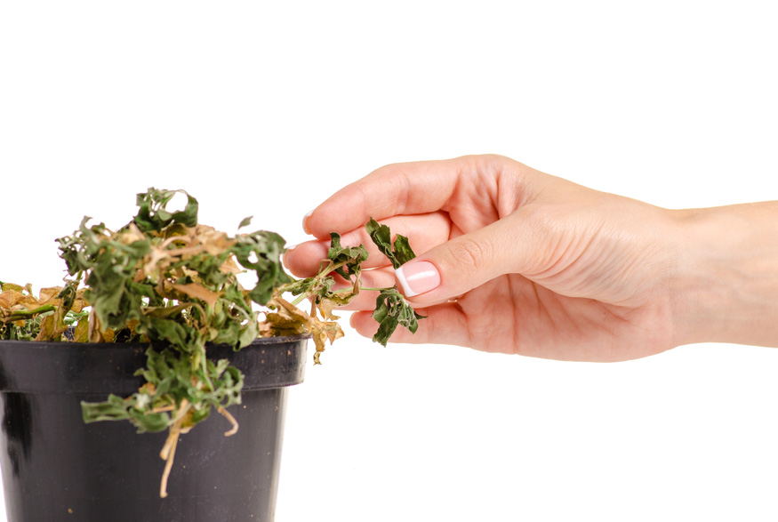 A Life Hack That Helps to Revive Any Wilted Plant