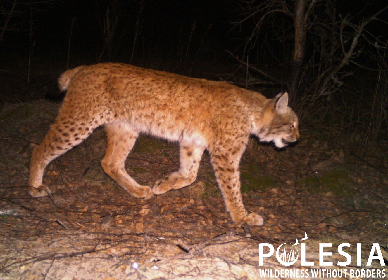 A Rare Predator in the Chornobyl Reserve