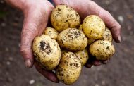 Caring for Potatoes After Planting in the Spring