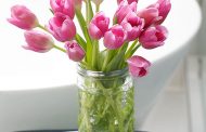 Caring for Tulip Flowers