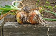 Causes of the Rot of Planted Onions