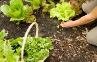 Growing Lettuce from A to Z