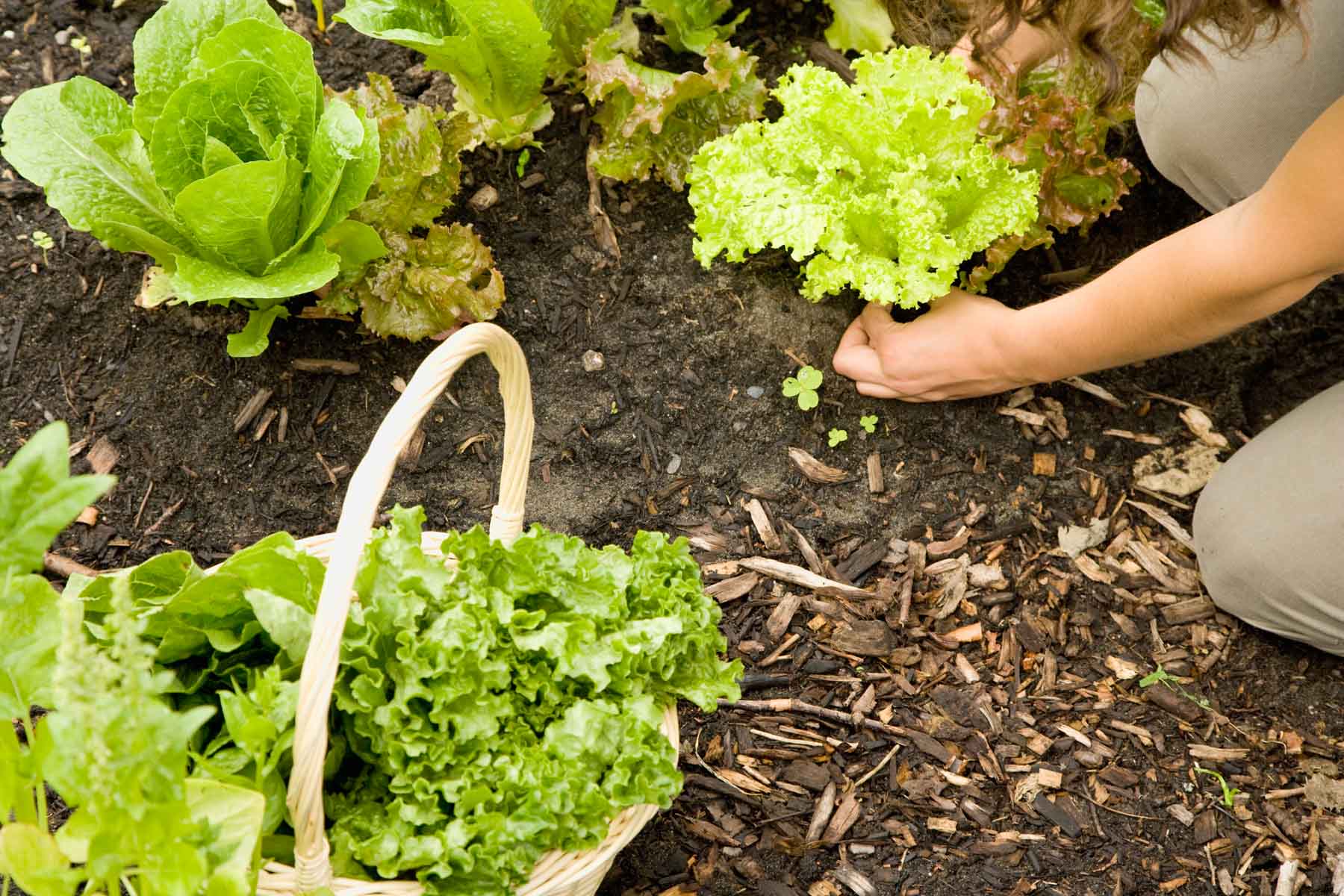 Growing Lettuce from A to Z