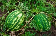 How to Grow Watermelons and Melons in the Open Ground