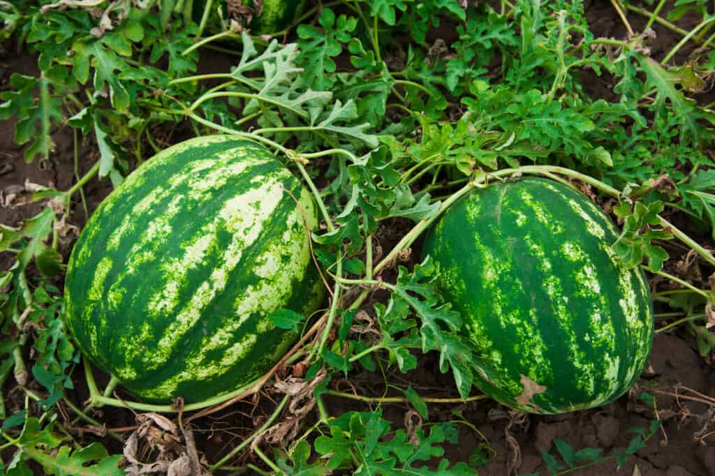 How to Grow Watermelons and Melons in the Open Ground