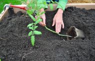 How to Grow a Lot of Tomatoes in the Trench