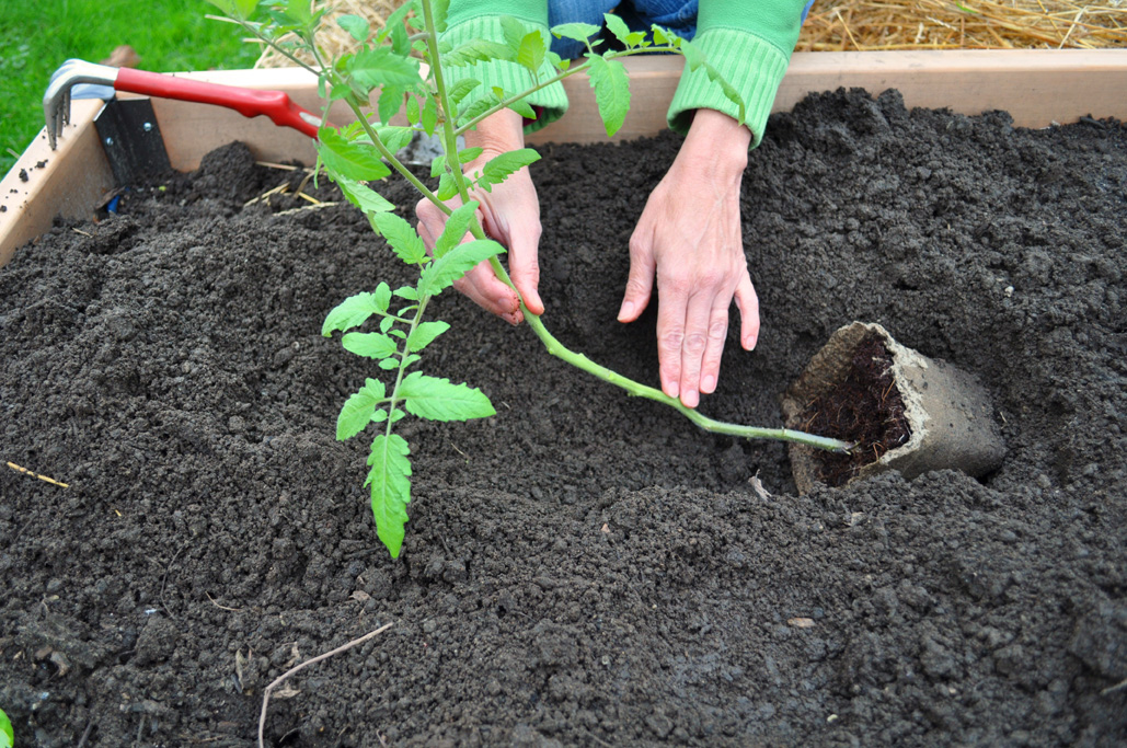 How to Grow a Lot of Tomatoes in the Trench