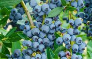 How to Properly Grow Garden Blueberries