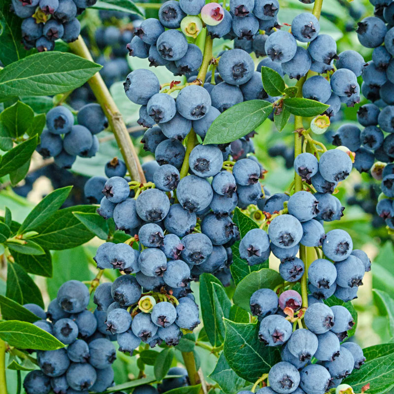 How to Properly Grow Garden Blueberries