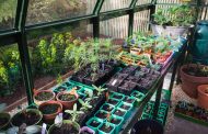 Importance of Planting Seedlings in Open Ground and Greenhouse
