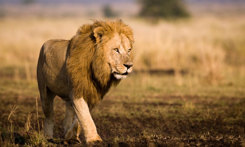 Kenya Is Conducting a National Wildlife Census for the First Time | Ukraine Gate Kenya Is Conducting a National Wildlife Census for the First Time | Ukraine Gate