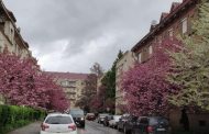 Mass Flowering of Sakura Began in Transcarpathia