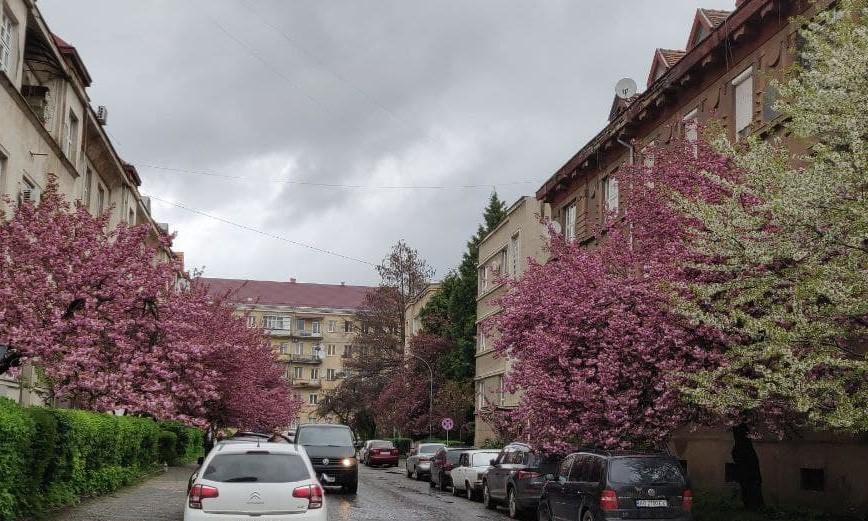 Mass Flowering of Sakura Began in Transcarpathia