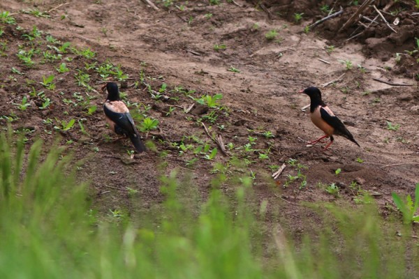 Rosy Starlings Captured in the Dnipropetrovsk Region