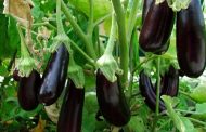 Planting Eggplant Seedlings in Open Ground