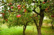 Should Mummy Apples Be Left on the Tree?