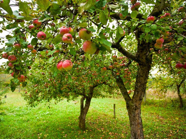 Should Mummy Apples Be Left on the Tree?