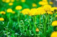 Tips on How to Prepare Dandelion Fertilizer