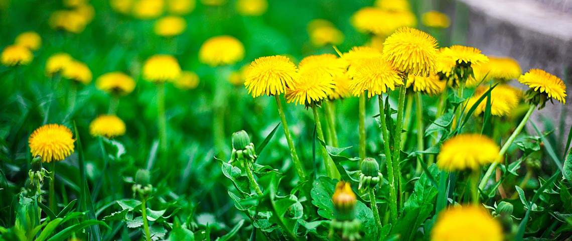 Tips on How to Prepare Dandelion Fertilizer