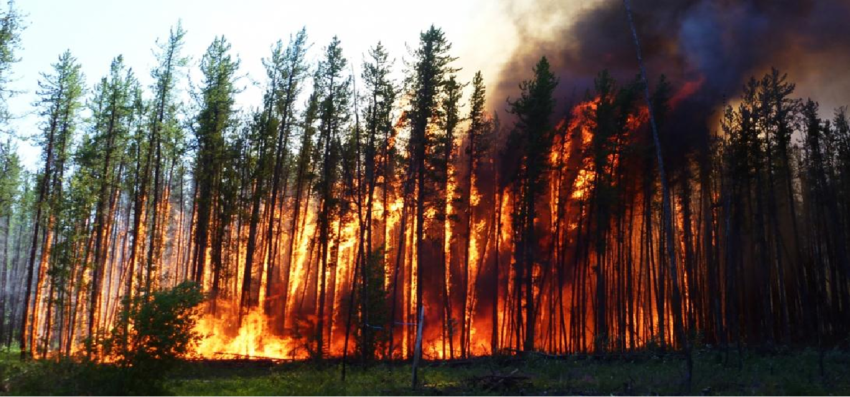 Tragic Fires in the Forests of Canada