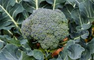 Useful Tips for Growing Broccoli