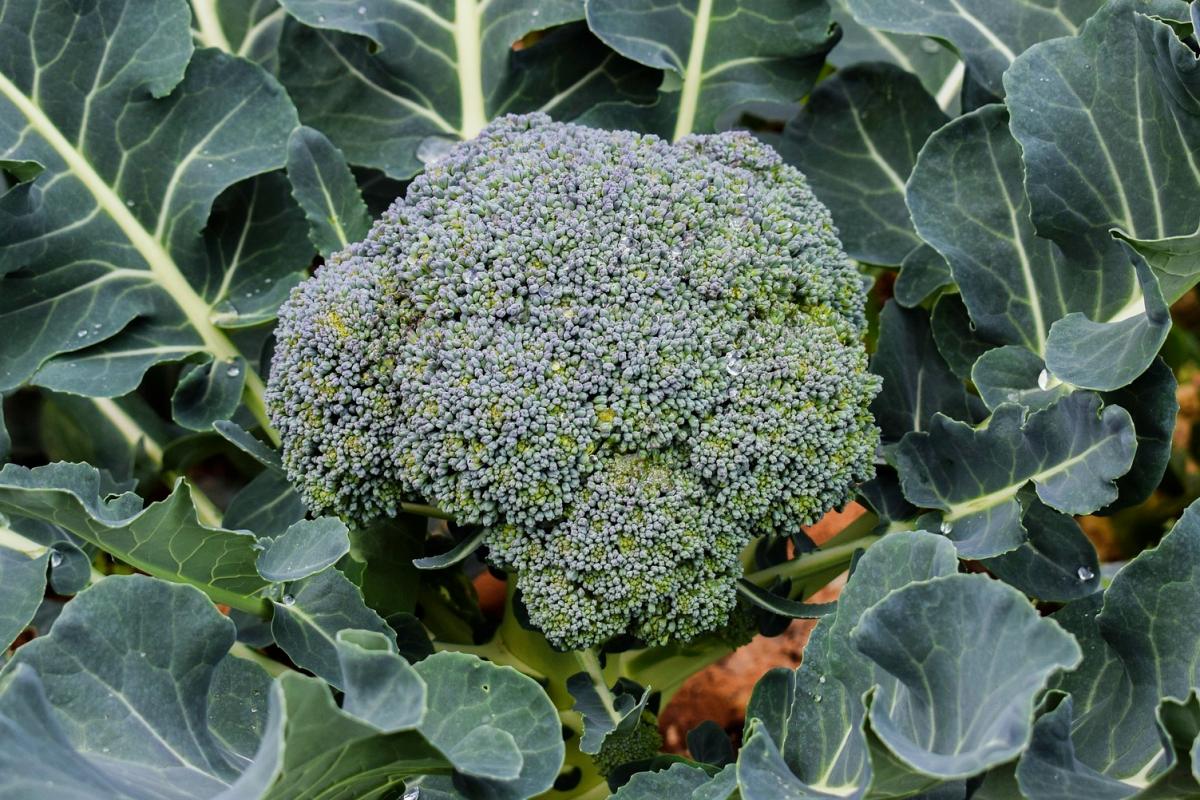 Useful Tips for Growing Broccoli