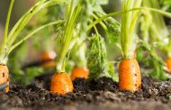 Ways to Protect Carrots From Pests and Diseases
