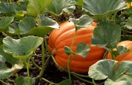 What to Plant Next to Pumpkins