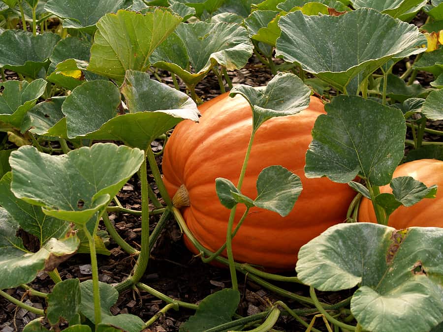 What to Plant Next to Pumpkins