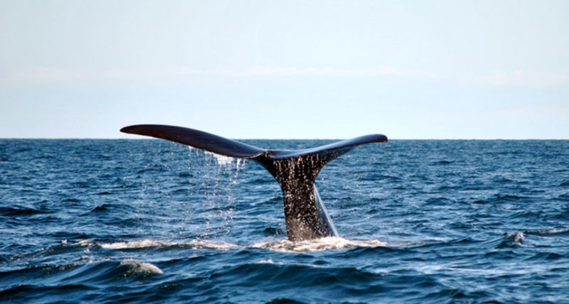 A Whale Swallowed a Scuba Diver in the United States