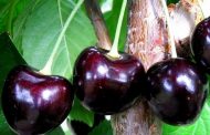 Delaying the Harvest of Cherries in Ukraine