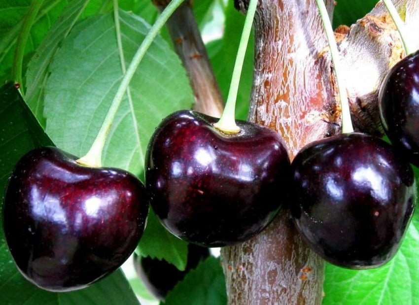 Delaying the Harvest of Cherries in Ukraine