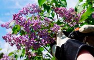 Do We Need to Prune Lilacs After Flowering