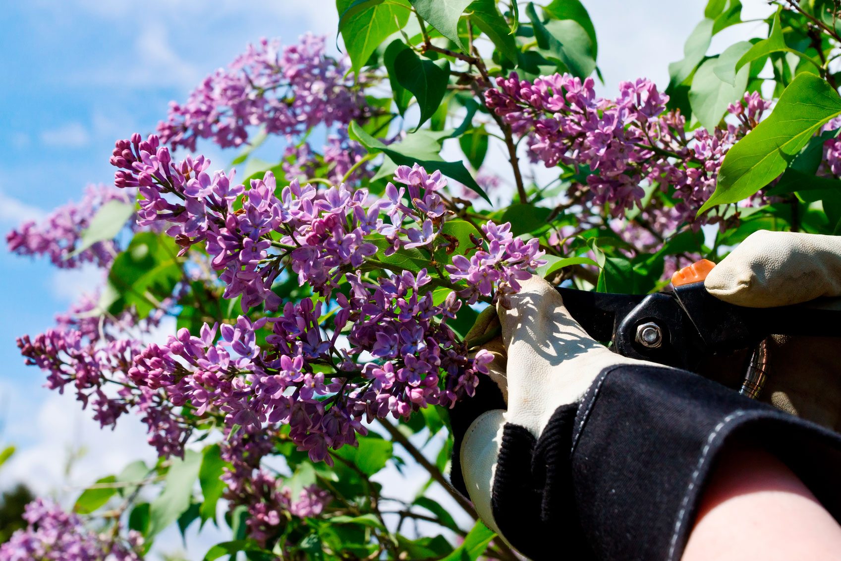 Do We Need to Prune Lilacs After Flowering
