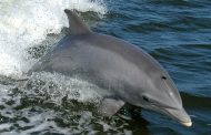 Dolphins Entertain Fishermen and the Beaches Are Empty