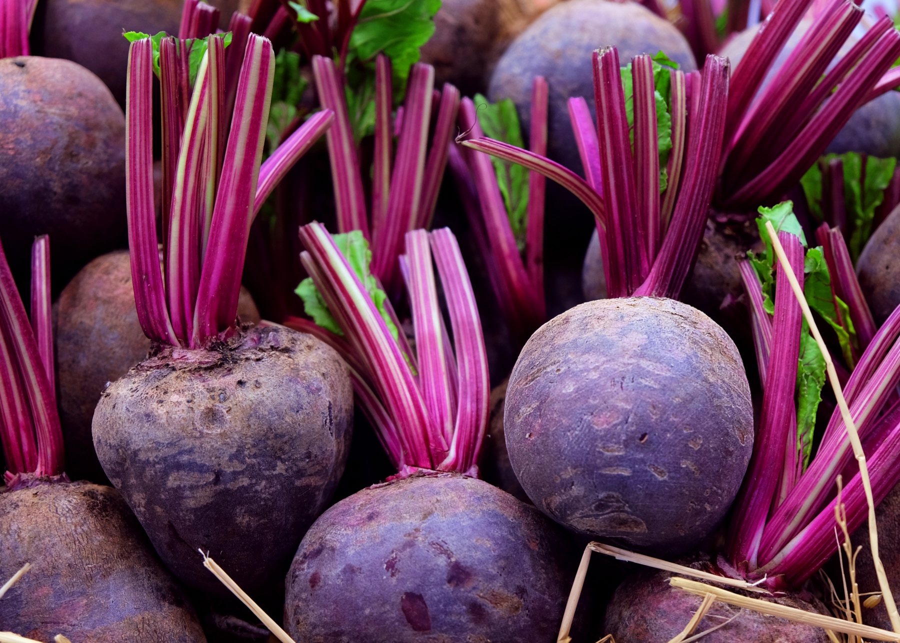 Golden Rules for Growing Sweet Red Beets