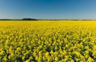 Gross Rapeseed Harvest in Ukraine May Become the Minimum for the Last 4 Years