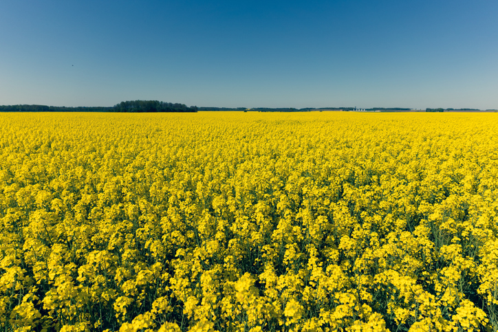 Gross Rapeseed Harvest in Ukraine May Become the Minimum for the Last 4 Years