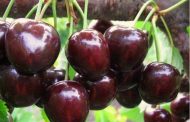 How Difficult It Is to Work on Collecting Cherries in Melitopol