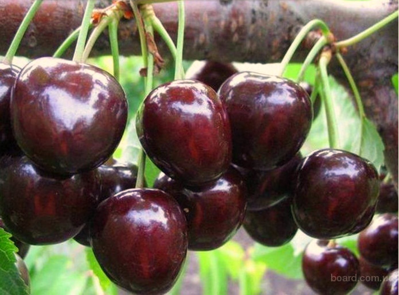 How Difficult It Is to Work on Collecting Cherries in Melitopol