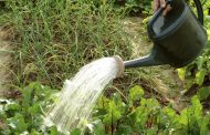 How Often to Water the Beets in Hot Weather