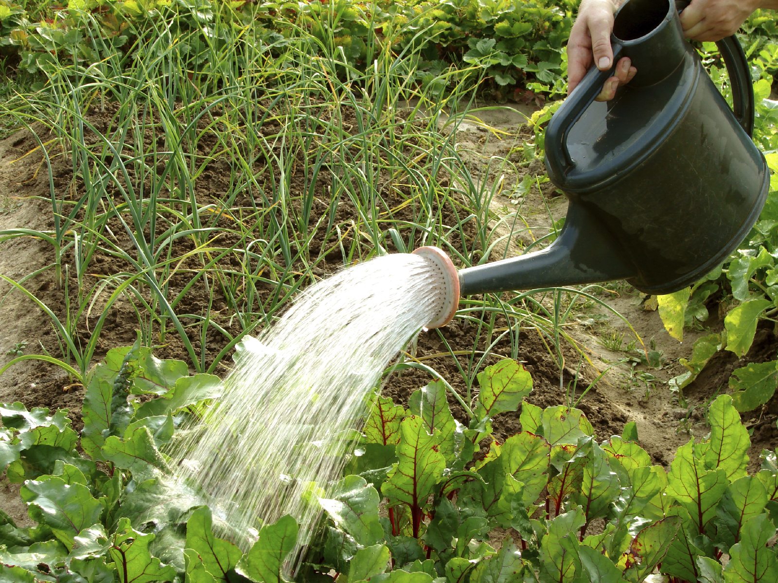 How Often to Water the Beets in Hot Weather