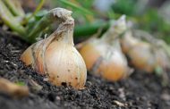 How to Feed Onions in June