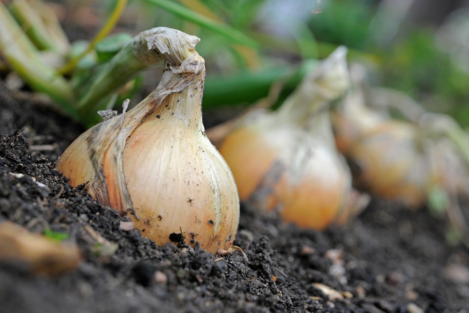 How to Feed Onions in June