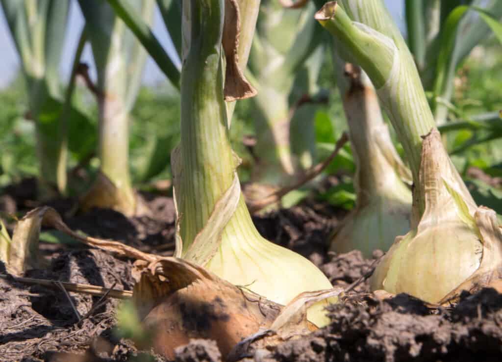 How to Keep Onions That Turn Yellow and Wither
