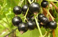 How to Properly Rejuvenate Black Currant Bushes