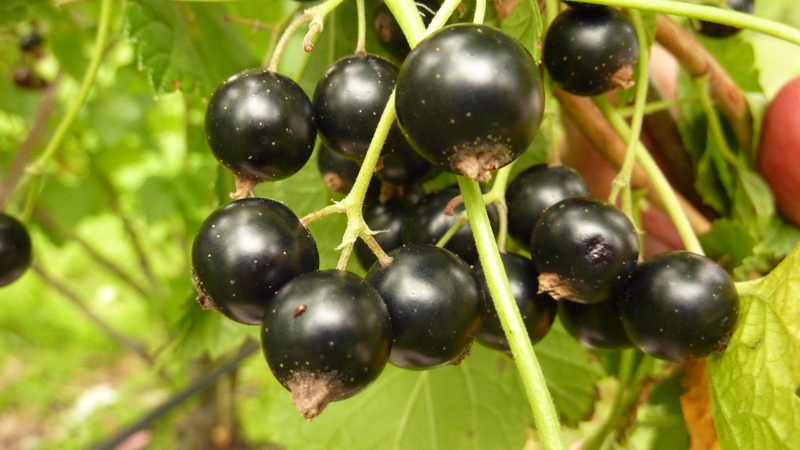 How to Properly Rejuvenate Black Currant Bushes