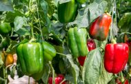 How to Resuscitate Wilting Peppers With Effective Fertilization